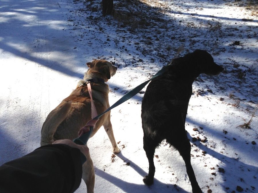 Dva psi na vodítku ve sněhu