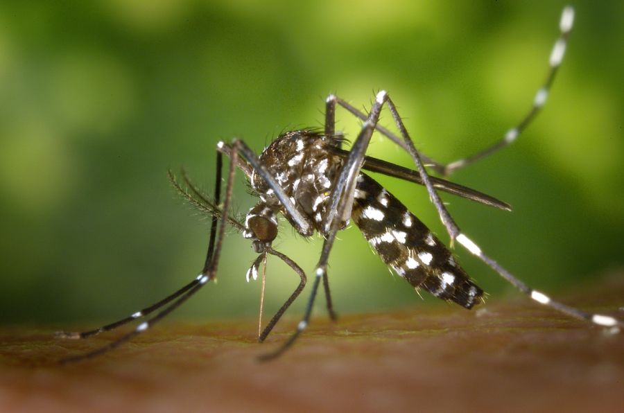 Komár v přírodě