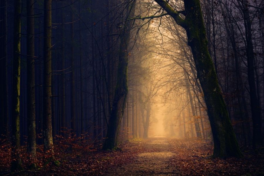 Cesta v tmavém lese na podzim