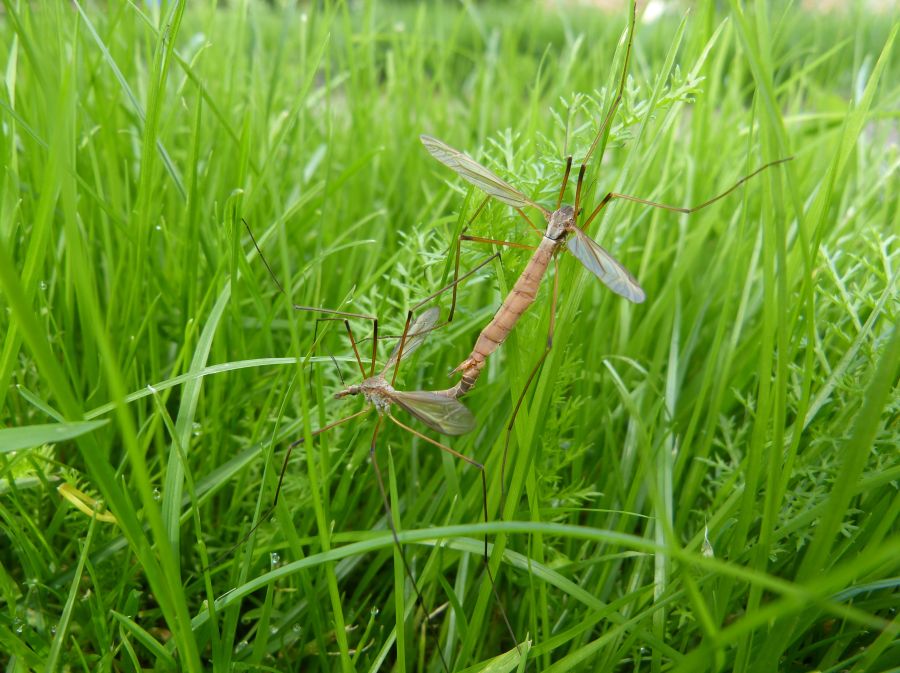 Páření komárů v trávě