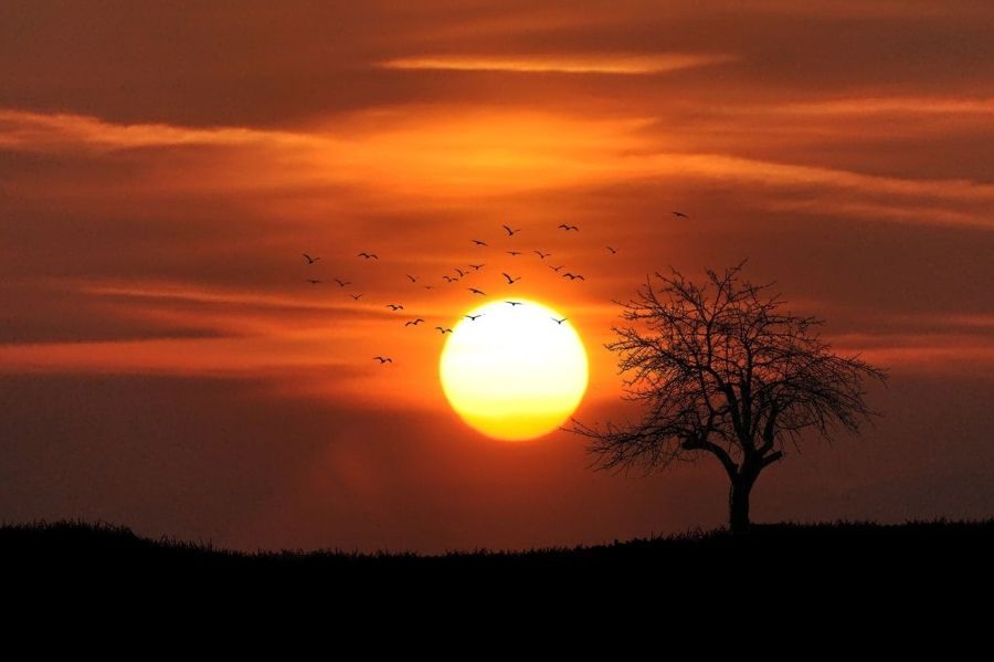 Stíny ptáků při západu slunce