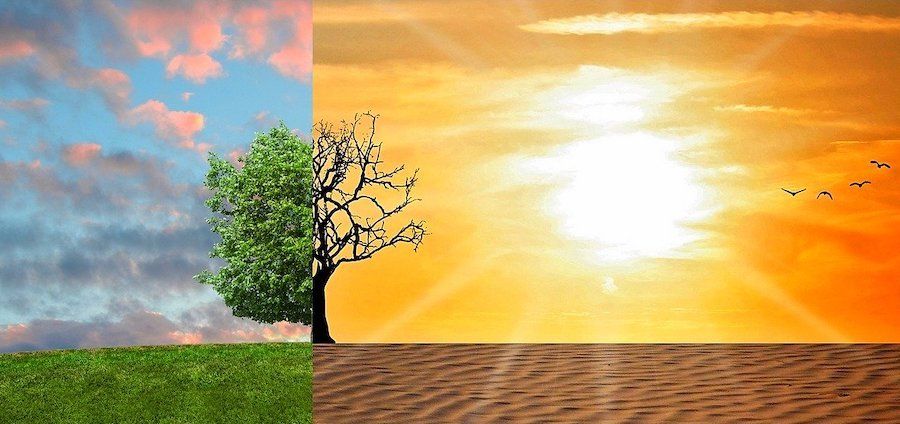 Strom s pozadím vyjadřující změnu podnebí